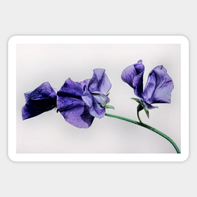 Sweet Pea Flower Magnet by avrilharris